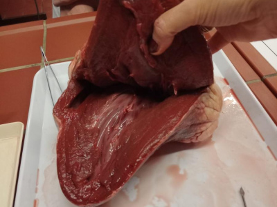 IMG_20251211_084323502